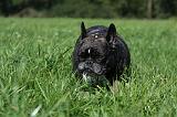 BOULEDOGUE FRANCAIS 714